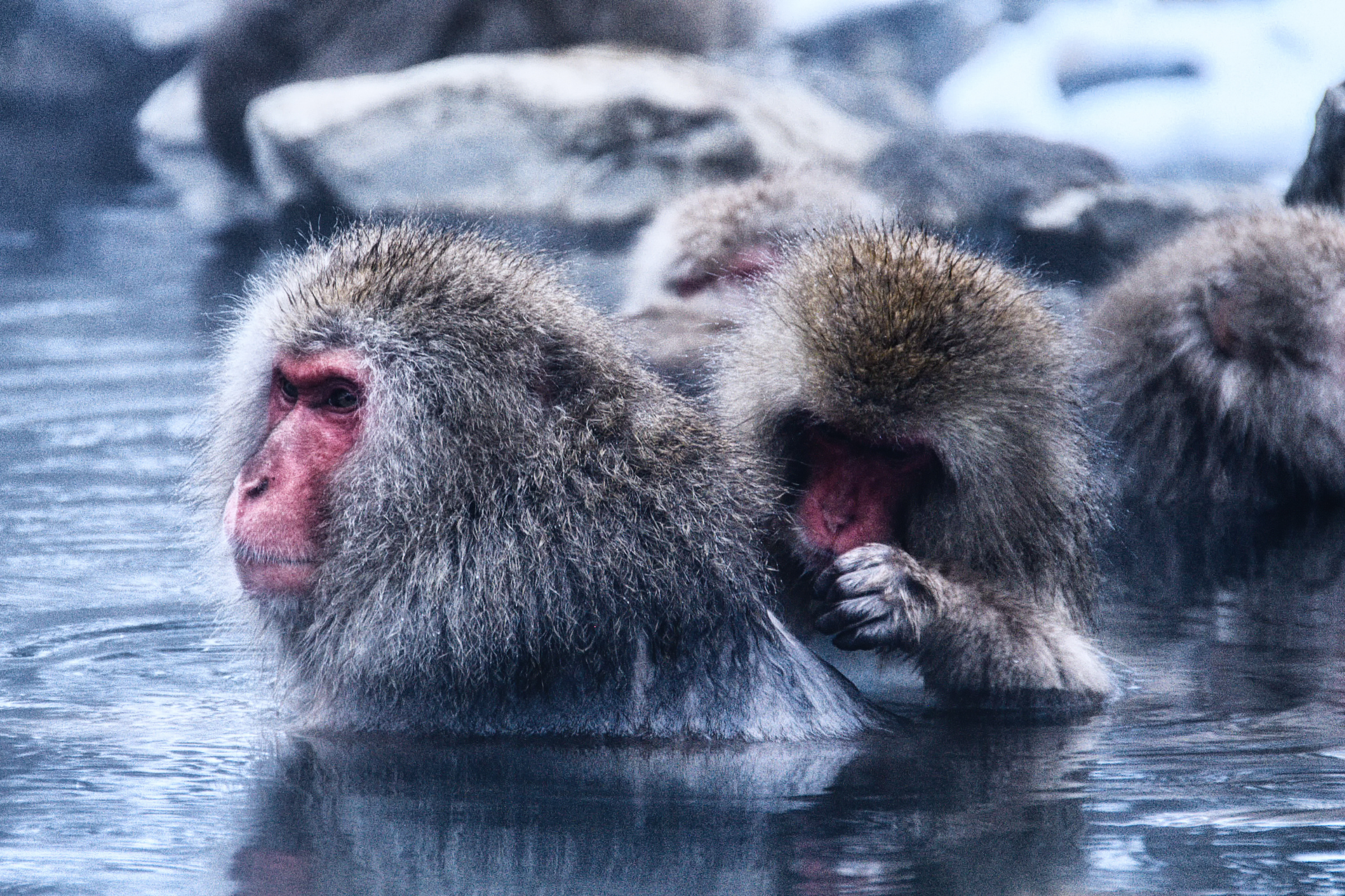 jigokudani monkey park (2).webp